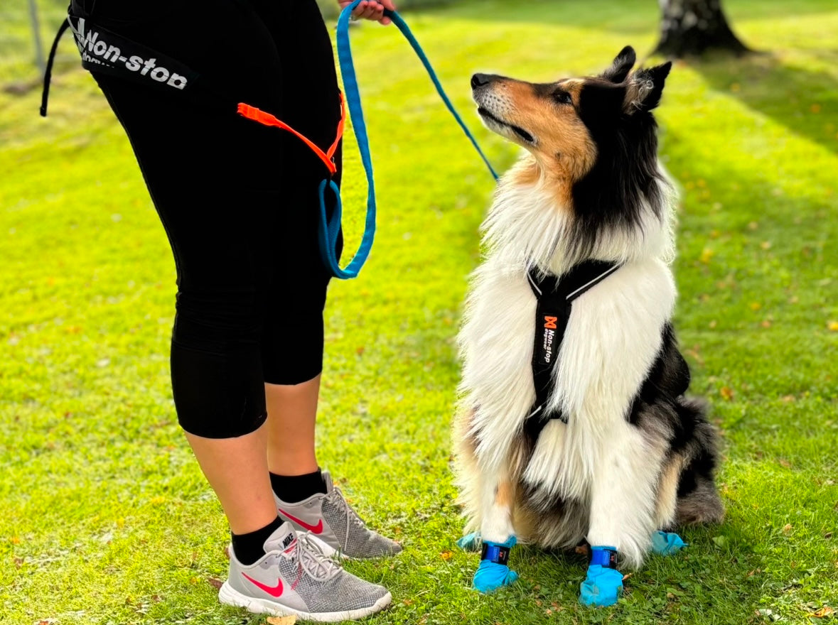 Börja springa med din hund Del 1