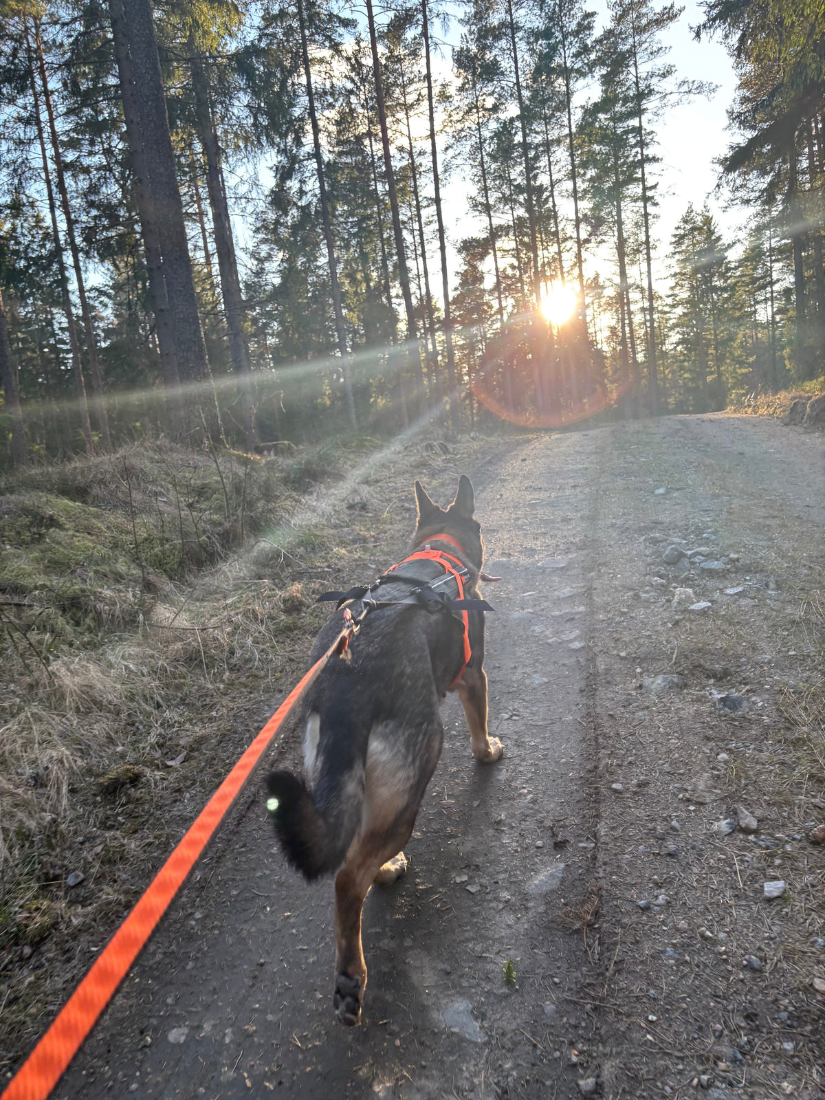 Börja springa med din hund del 2