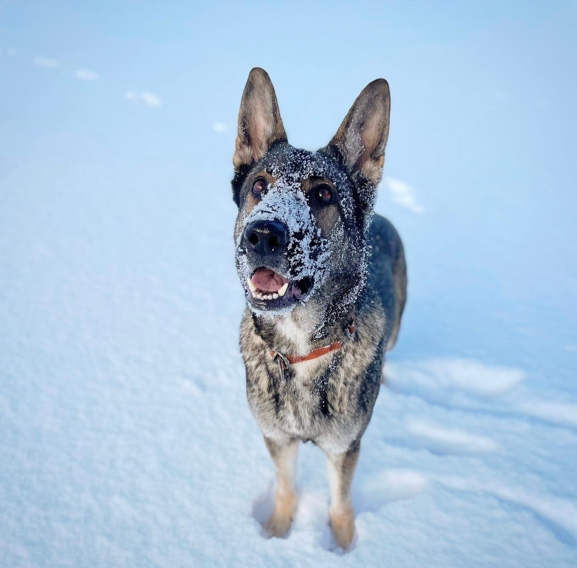 Vinter med hund