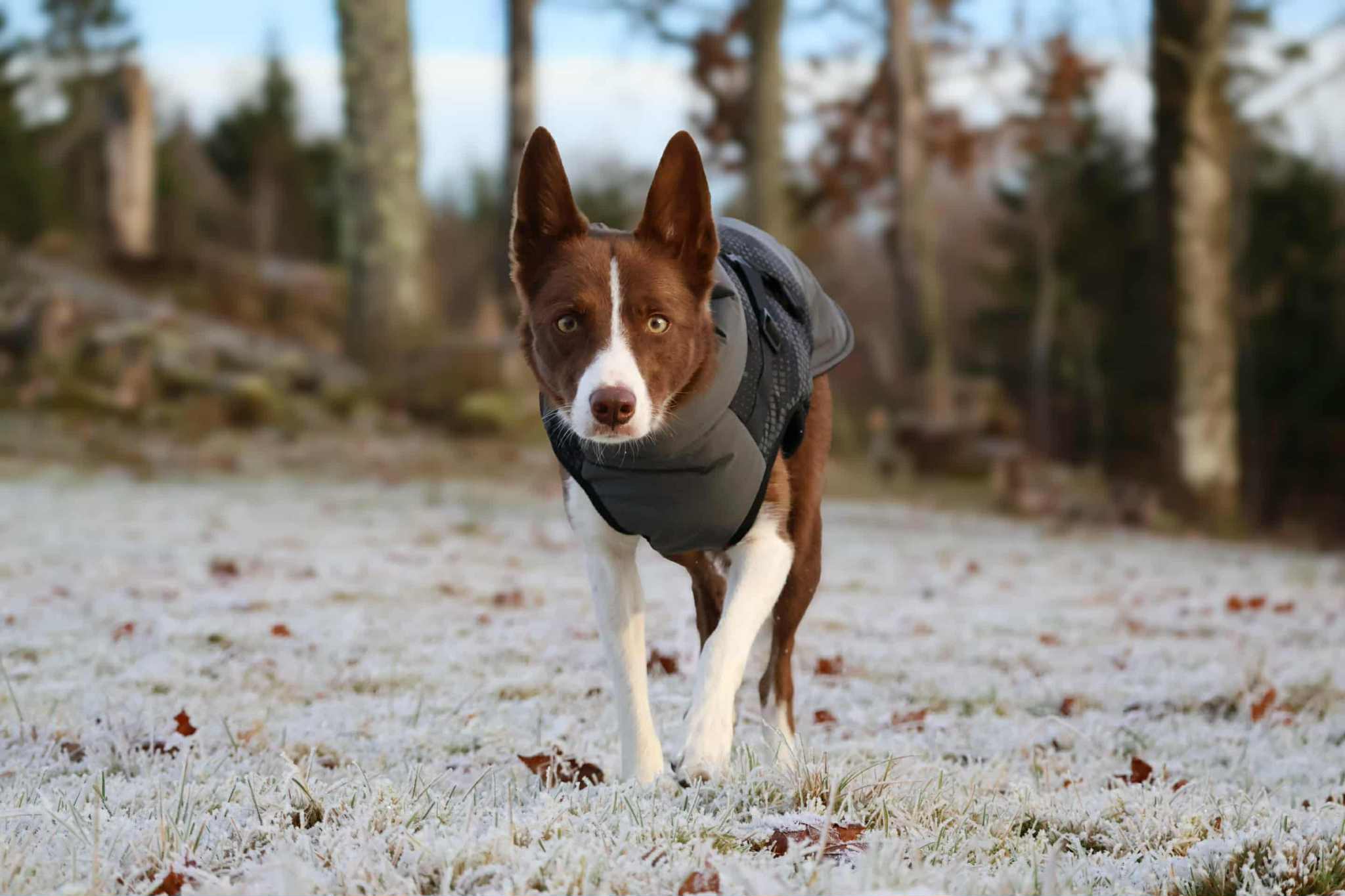 Pontis Fodrat reflextäcke med sele