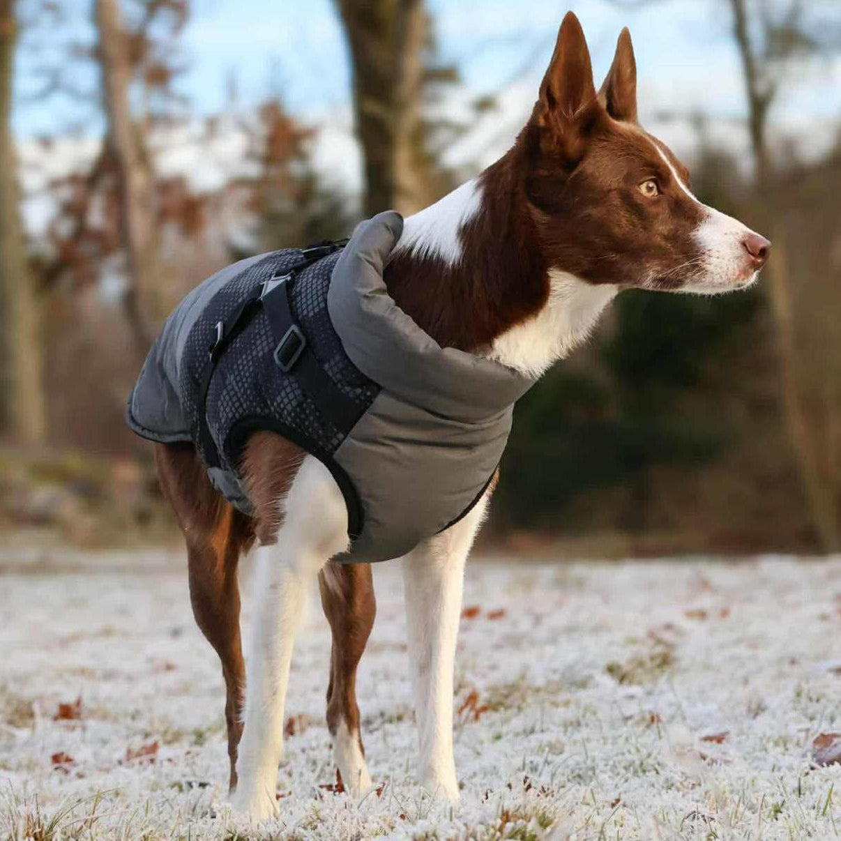 Pontis Fodrat reflextäcke med sele