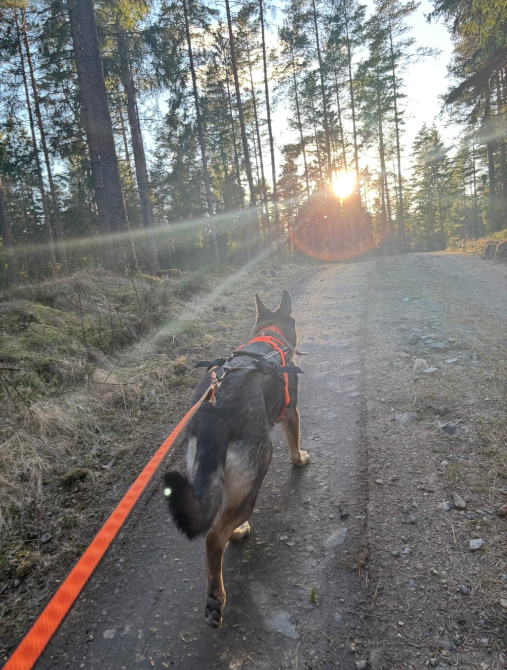Bungee Leash (Elastiskt koppel )