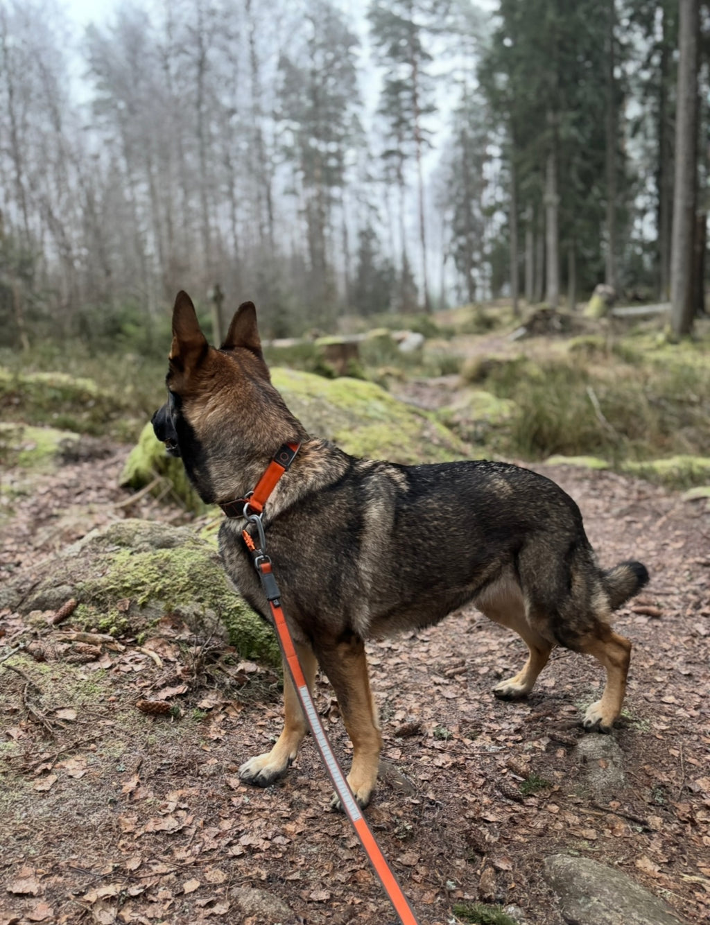 Non-stop Cruise collar