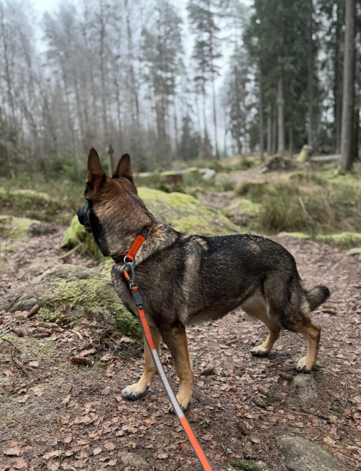 Non-stop Cruise collar