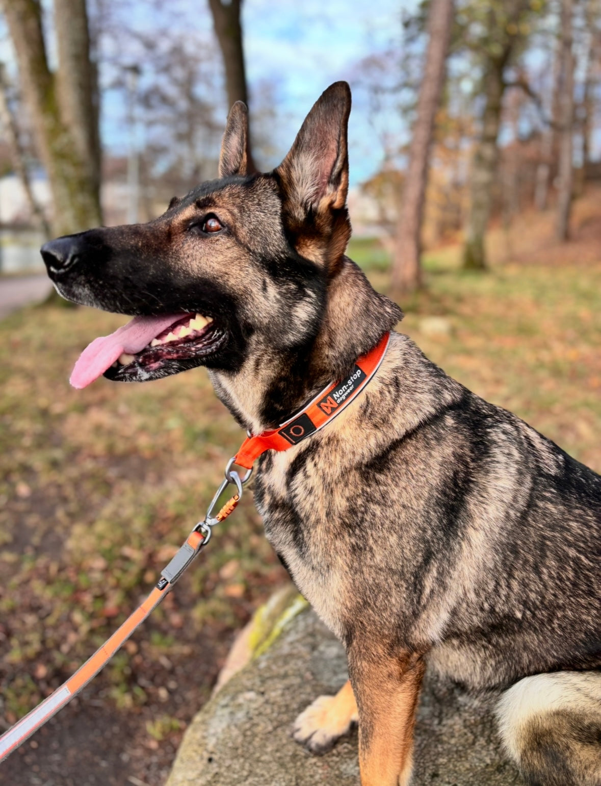 Non-stop Cruise collar