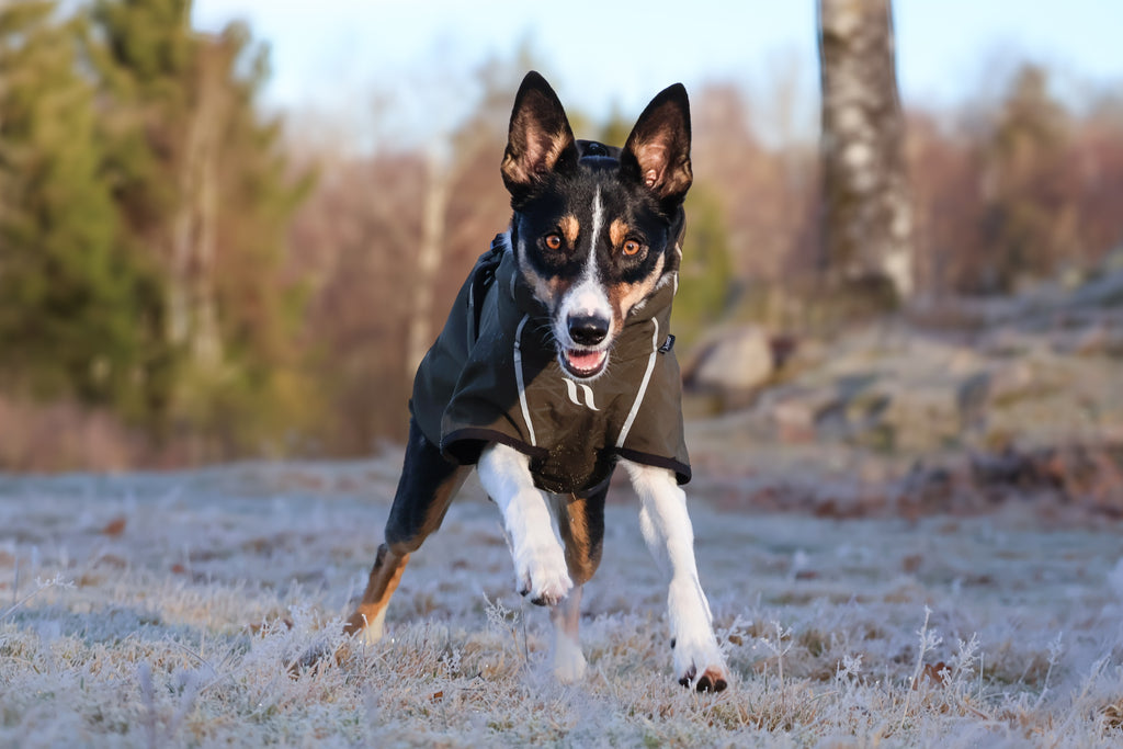 Back On Track Bark Olivgrön