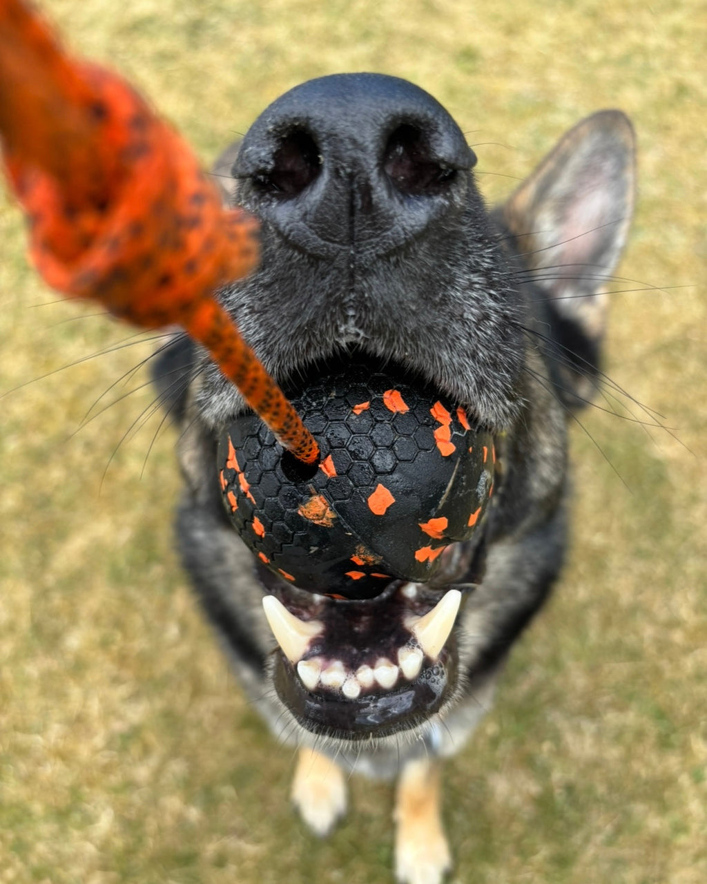 Non-stop Boll med rep