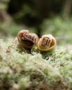 Monster Nötrulle fylld med nöthjärta small