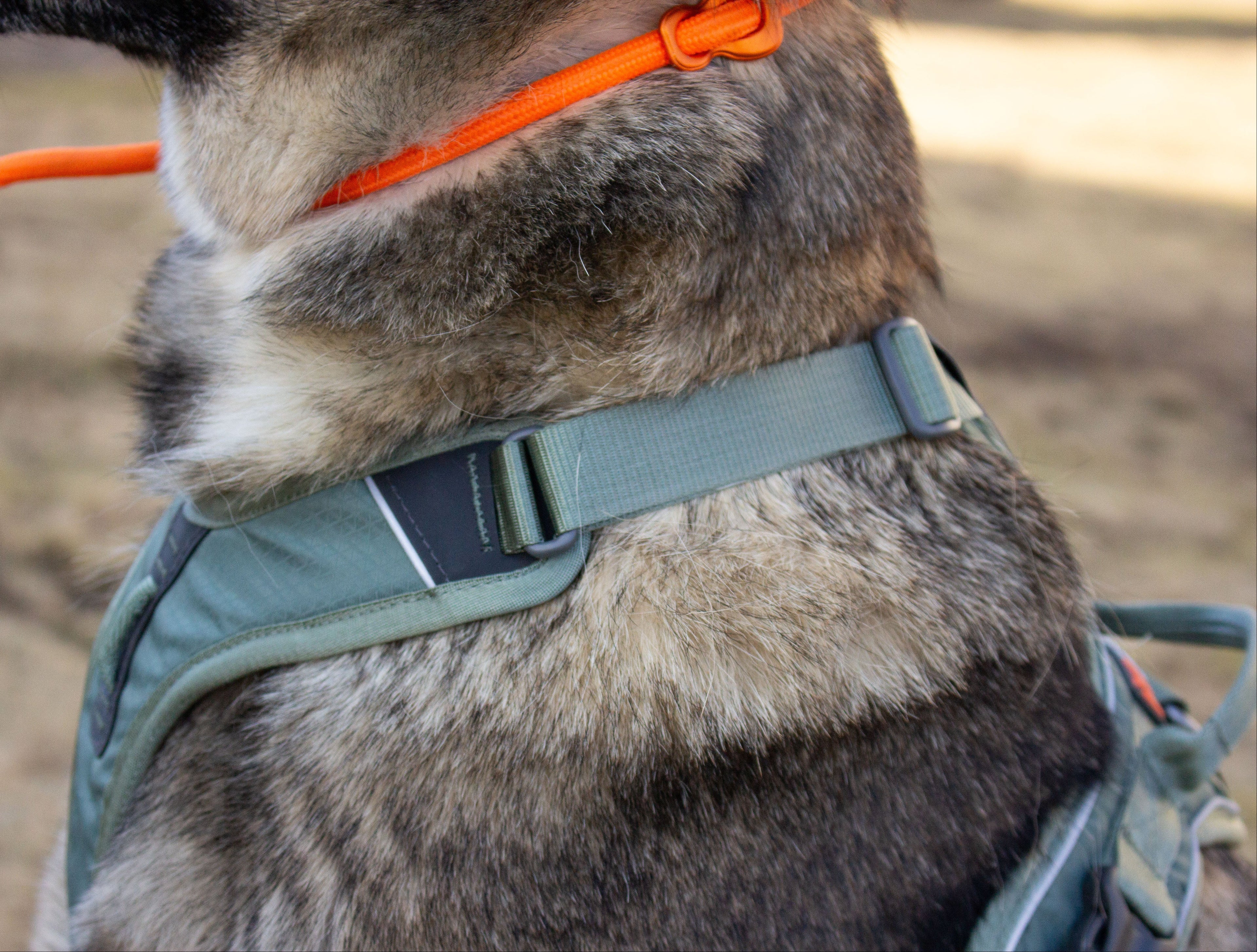 Non-stop Ramble harness