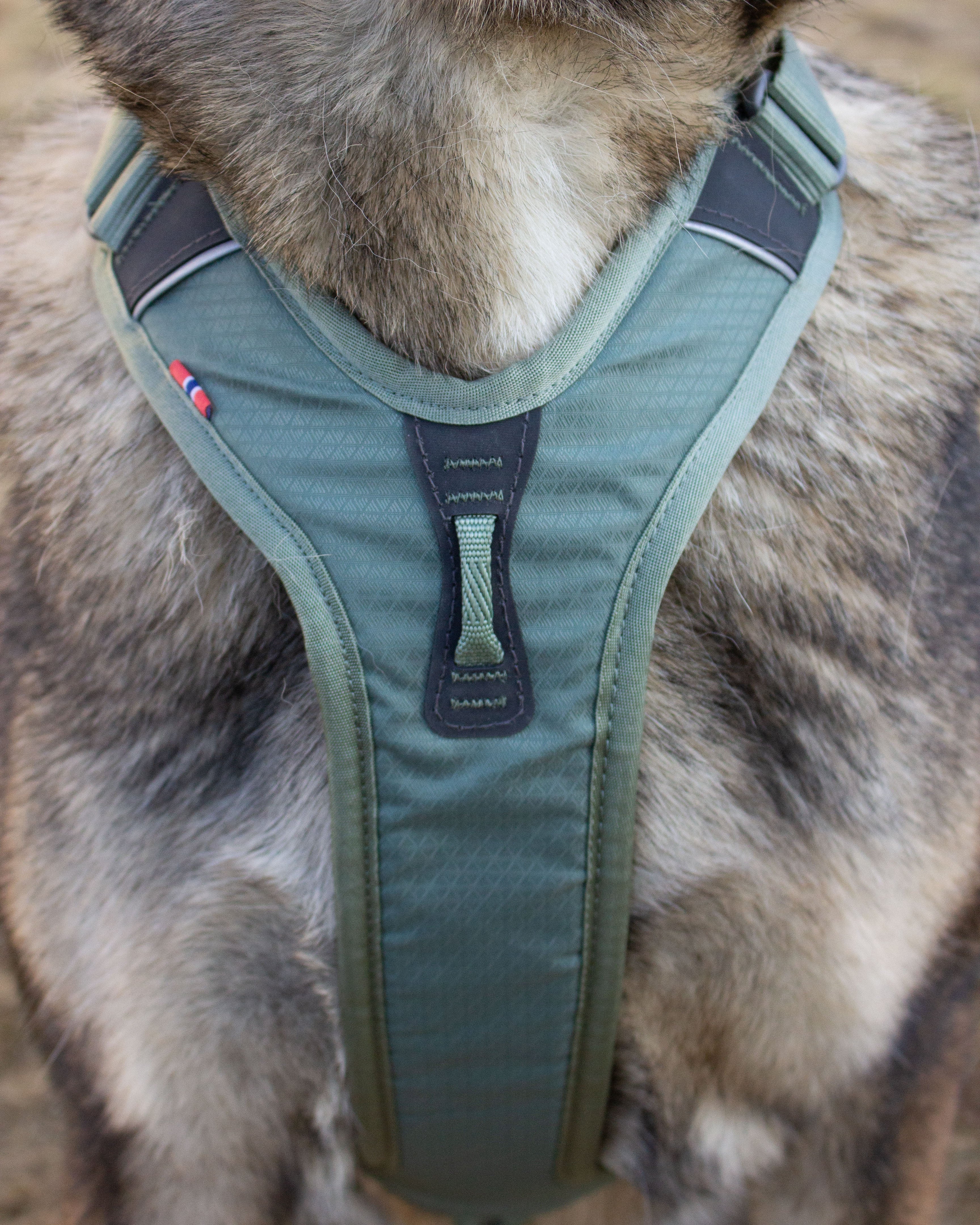 Non-stop Ramble harness