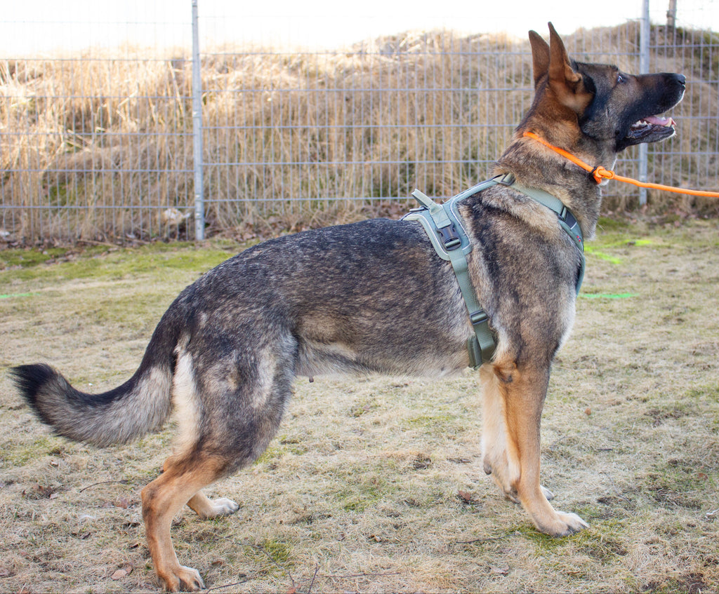 Non-stop Ramble harness