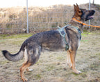 Non-stop Ramble harness