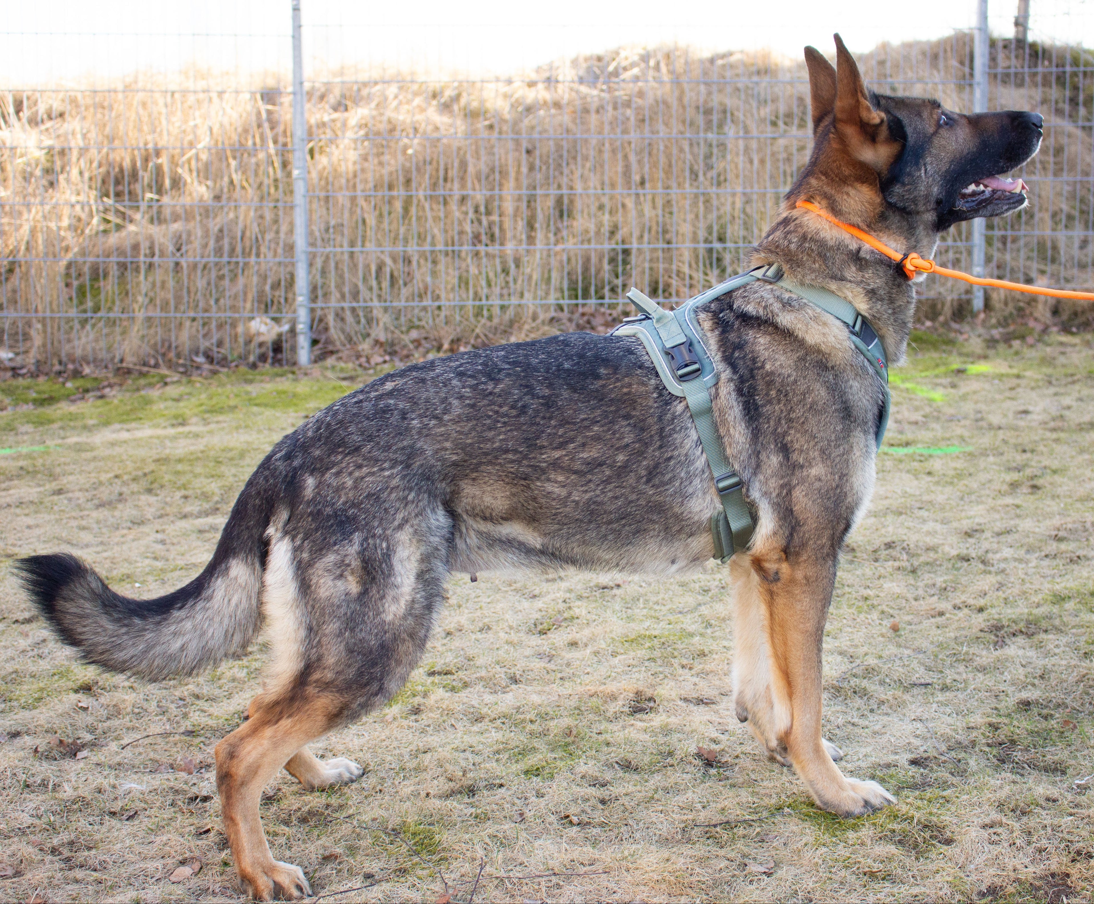 Non-stop Ramble harness