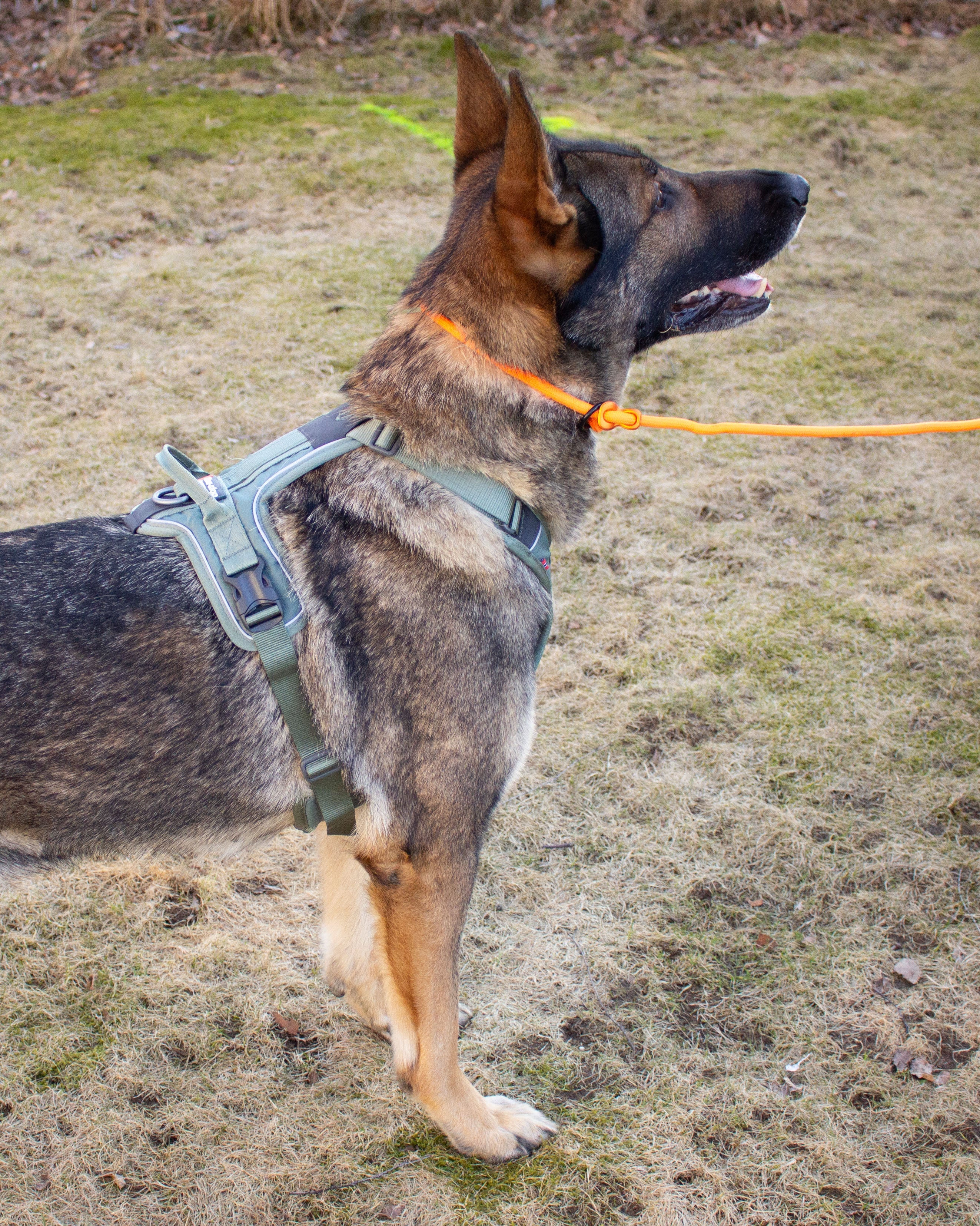 Non-stop Ramble harness