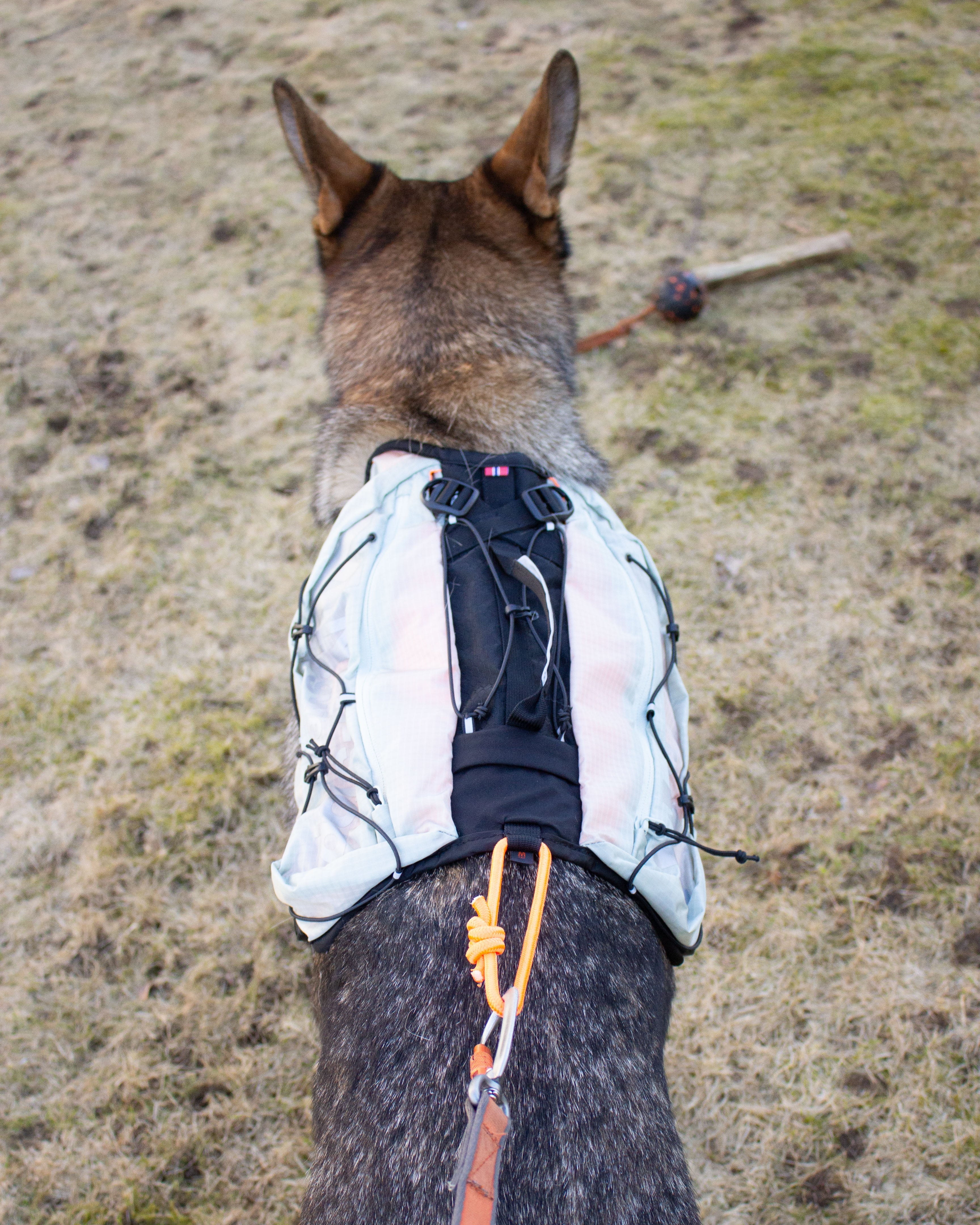 Non-Stop Trail light Dog backpack