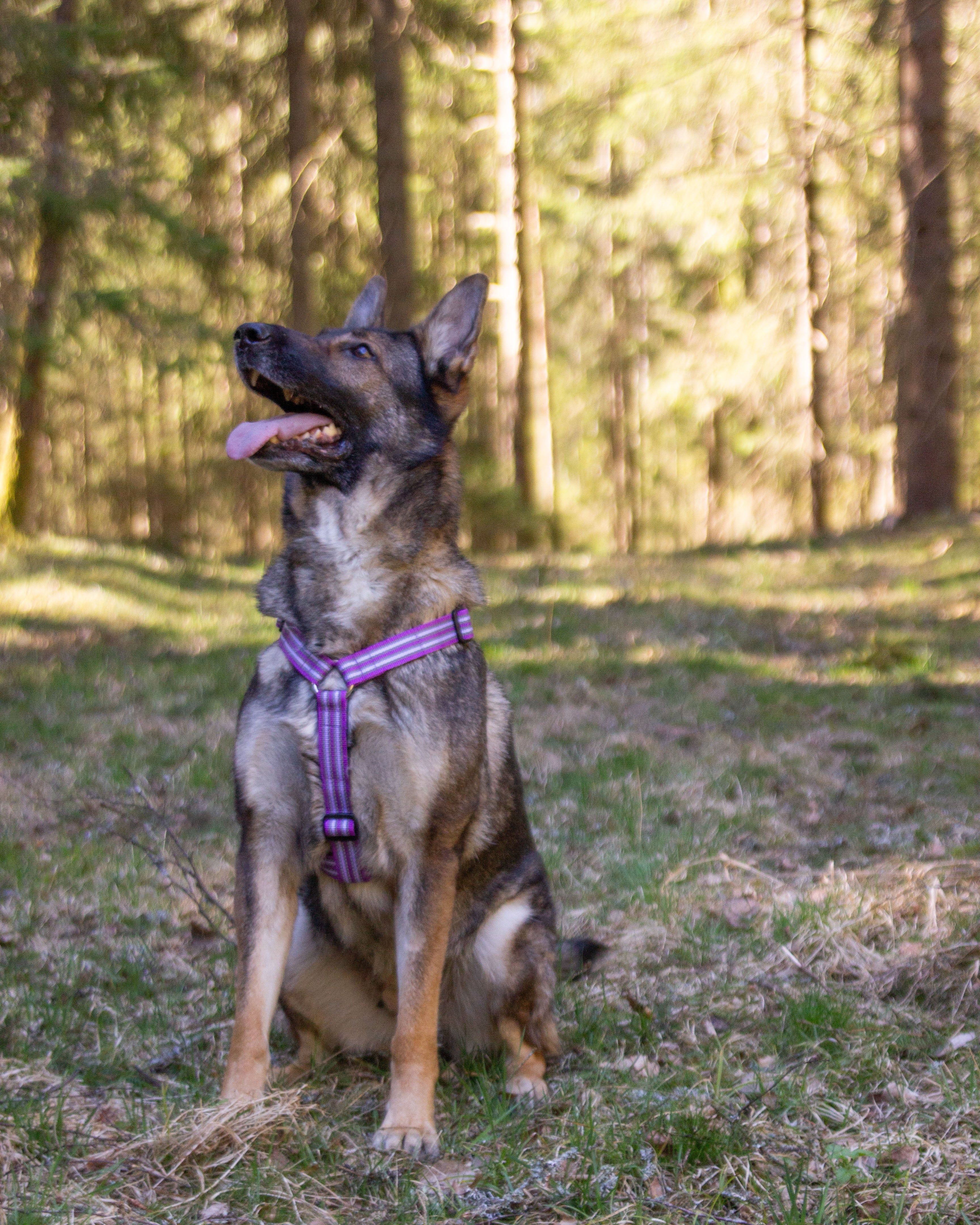 Metizoselen med handtag Lila