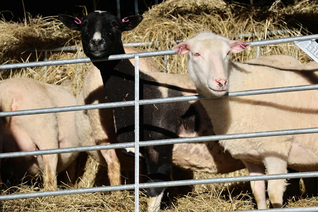 FÖRHANDSBOKA Lokalproducerade Lammben
