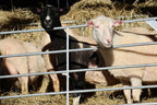 FÖRHANDSBOKA Lokalproducerade Lammben