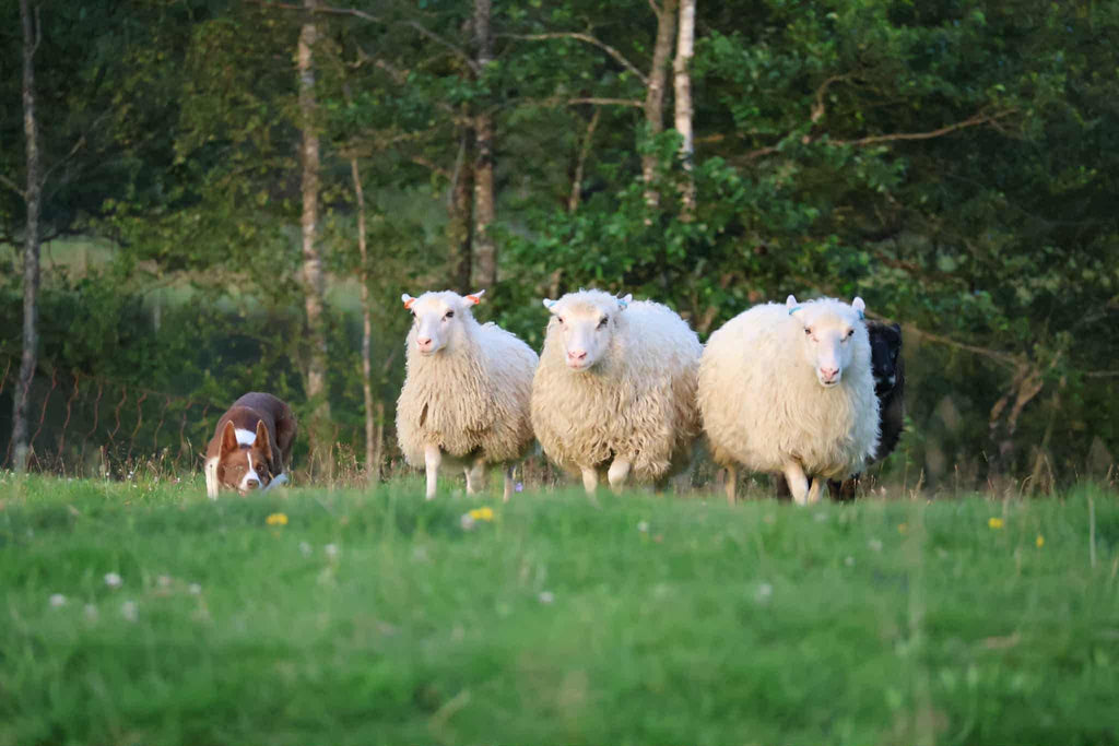 FÖRHANDSBOKA Lokalproducerade Lammben
