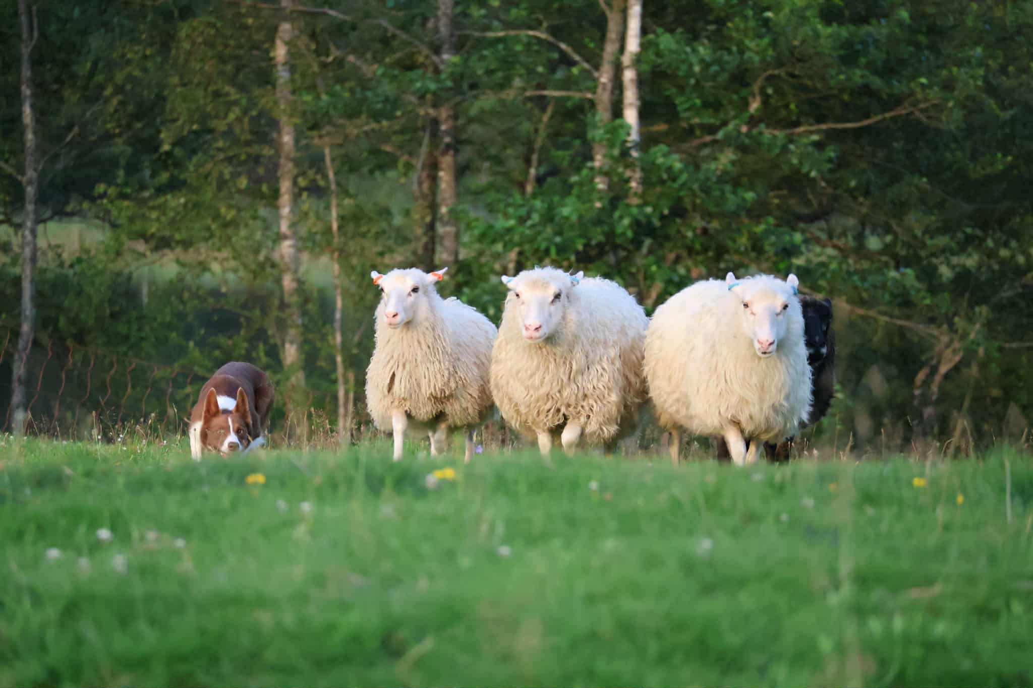 FÖRHANDSBOKA Lokalproducerade Lammben