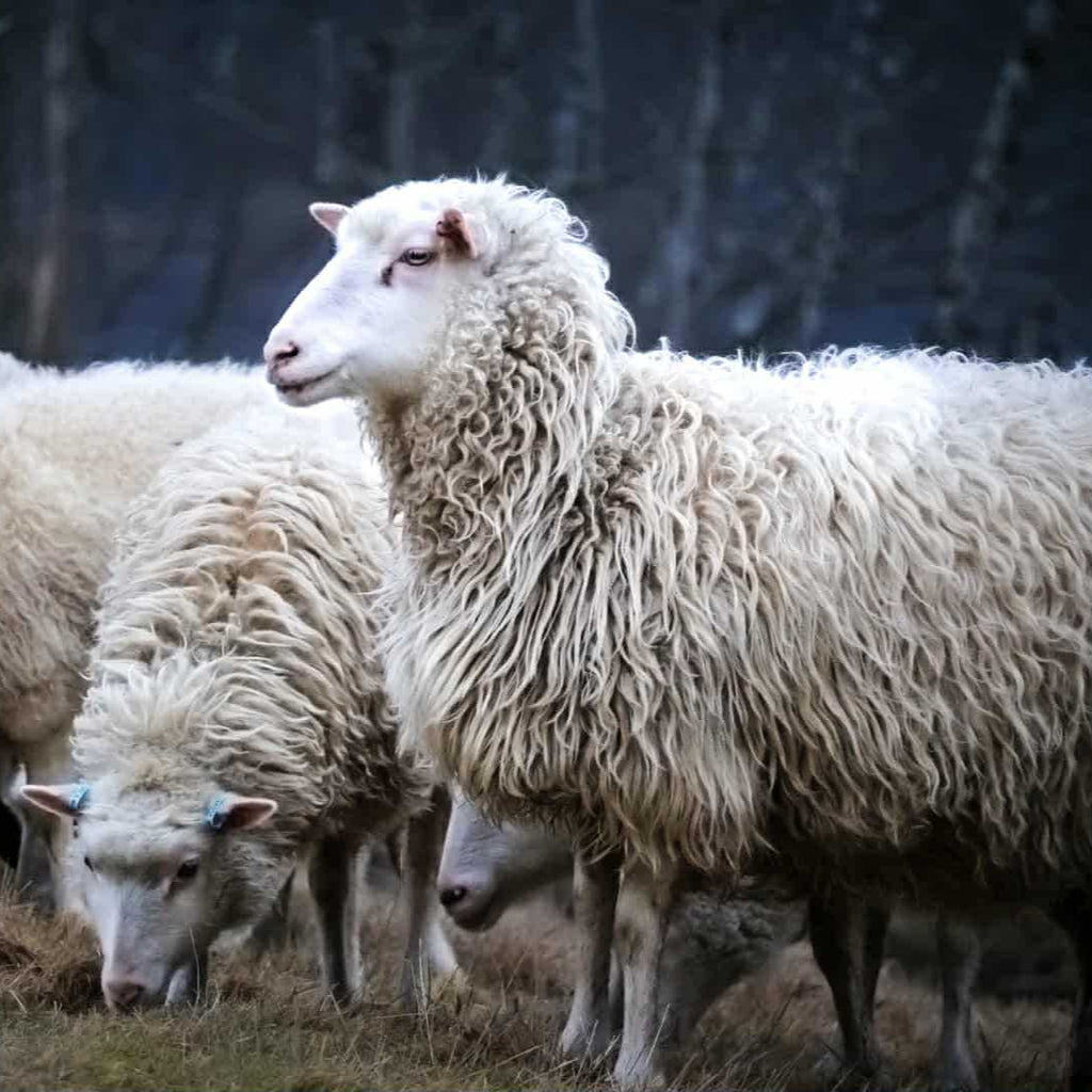 Svenska lammöron med päls