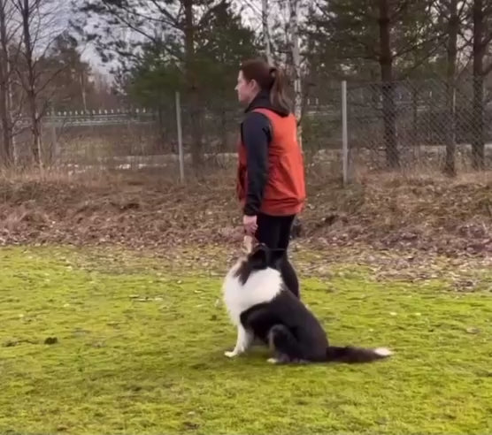 Komplett lydnadsruta